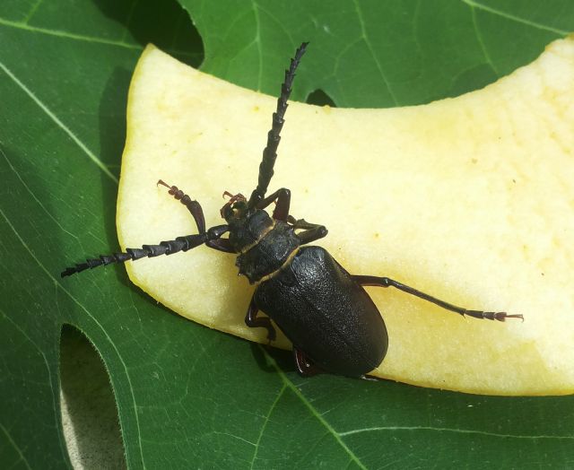 Cerambycidae: Prionus coriarius, maschio